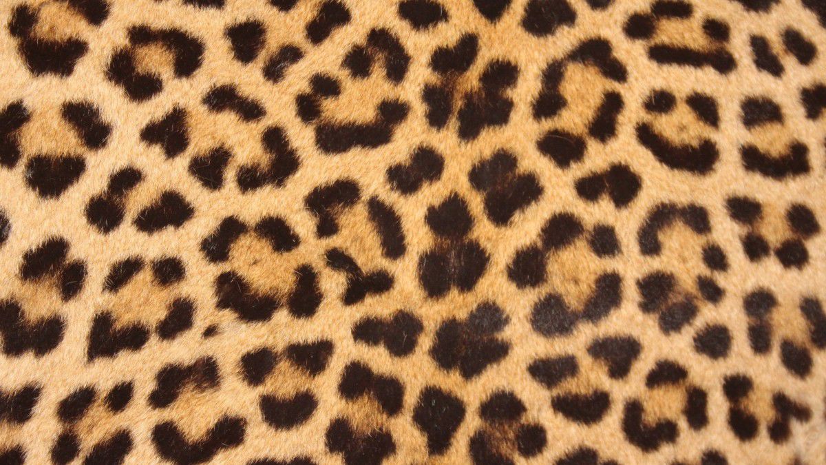 cheetah print